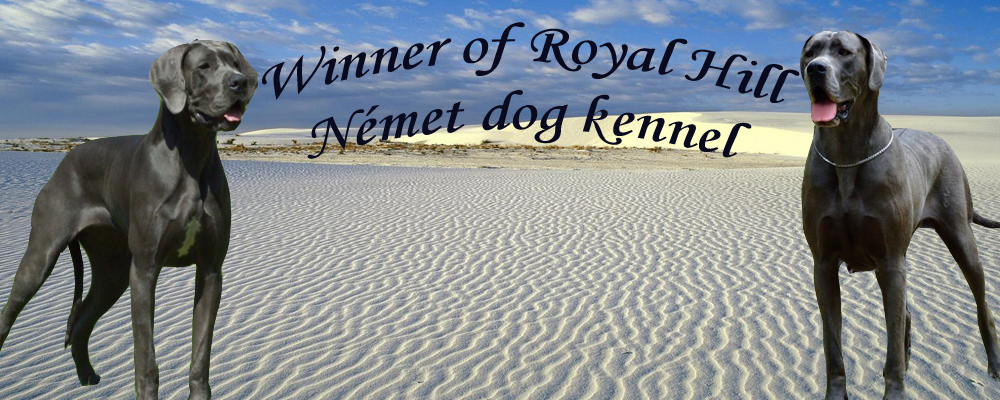 Winner of Royal Hill kennel